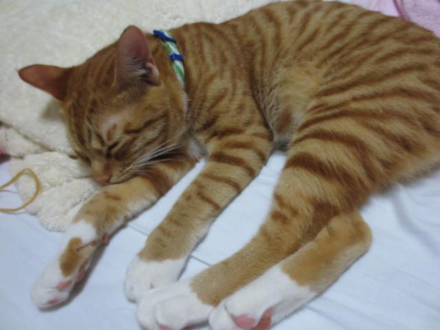 こむぎ
