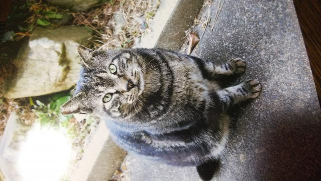 ミャー