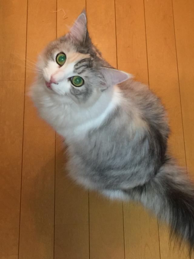 ココ
