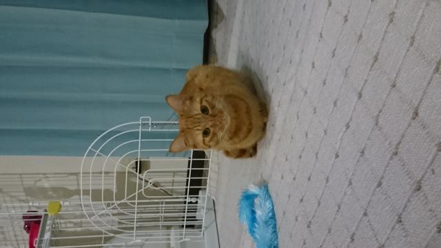 コタロー