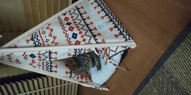 縞次郎