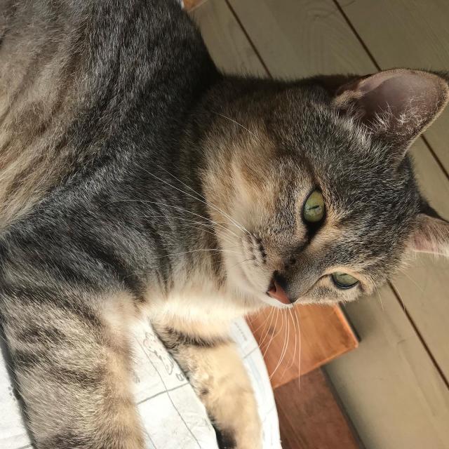 ちび