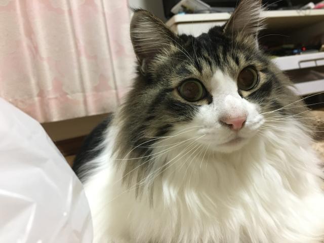 チャム