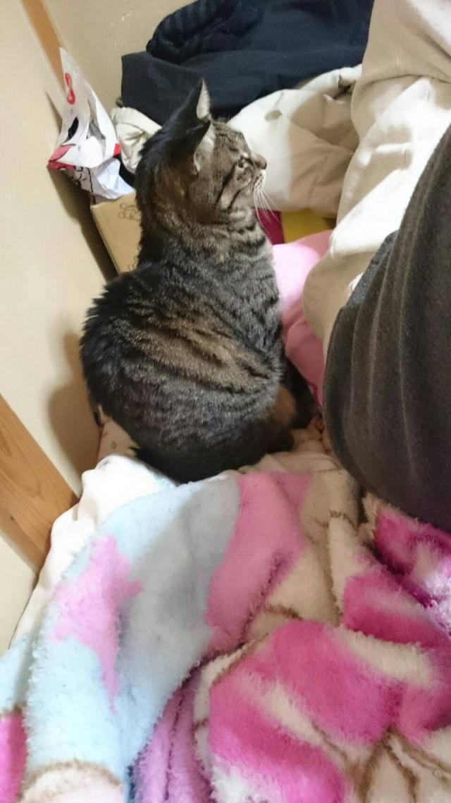 なる