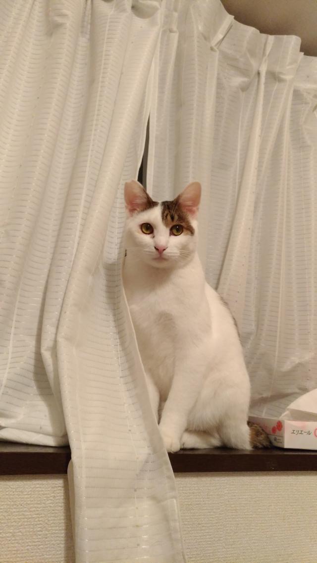 うなぎ