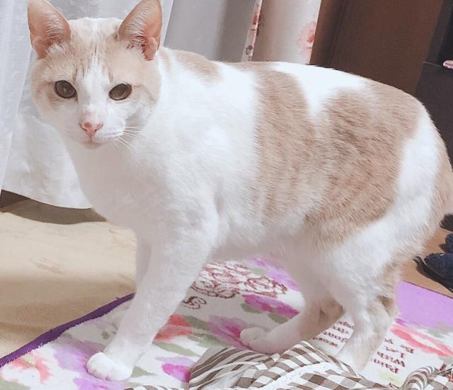 チョコ