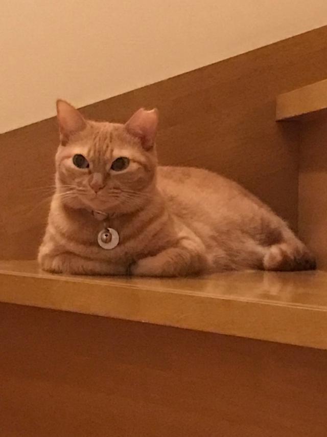 メイ