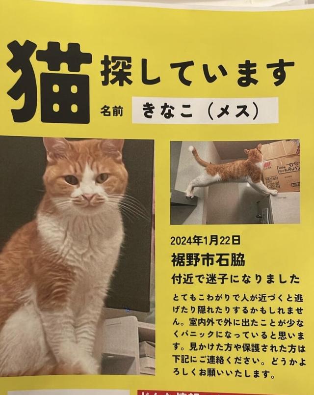 きなこ