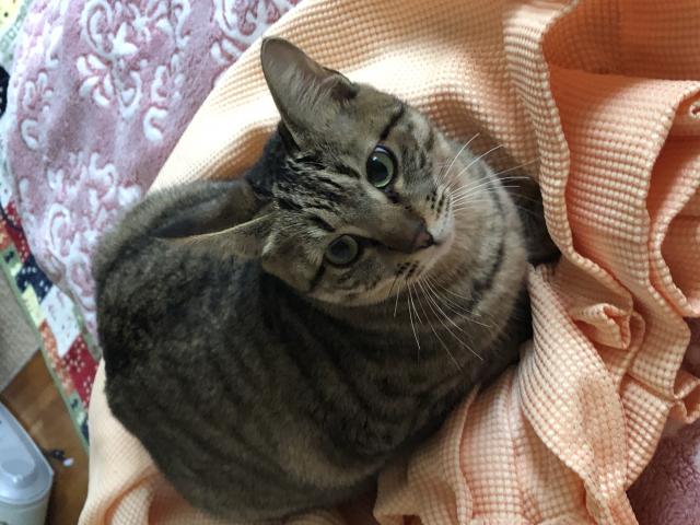 シマ