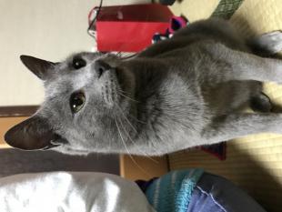 ドラミ