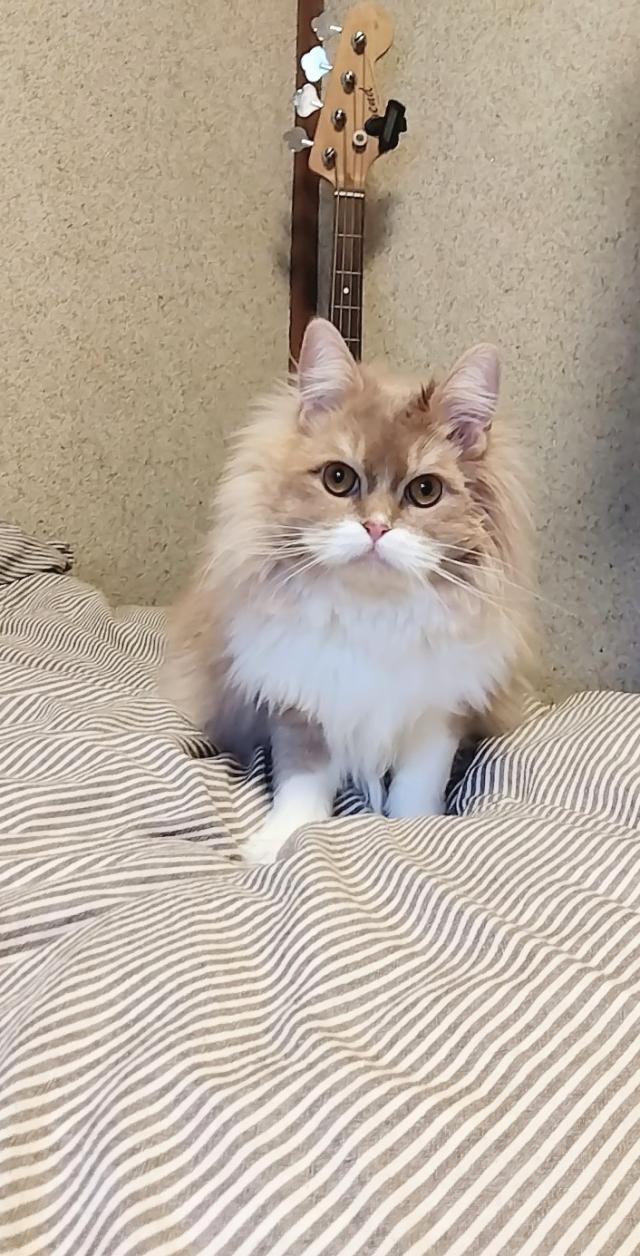 モフ