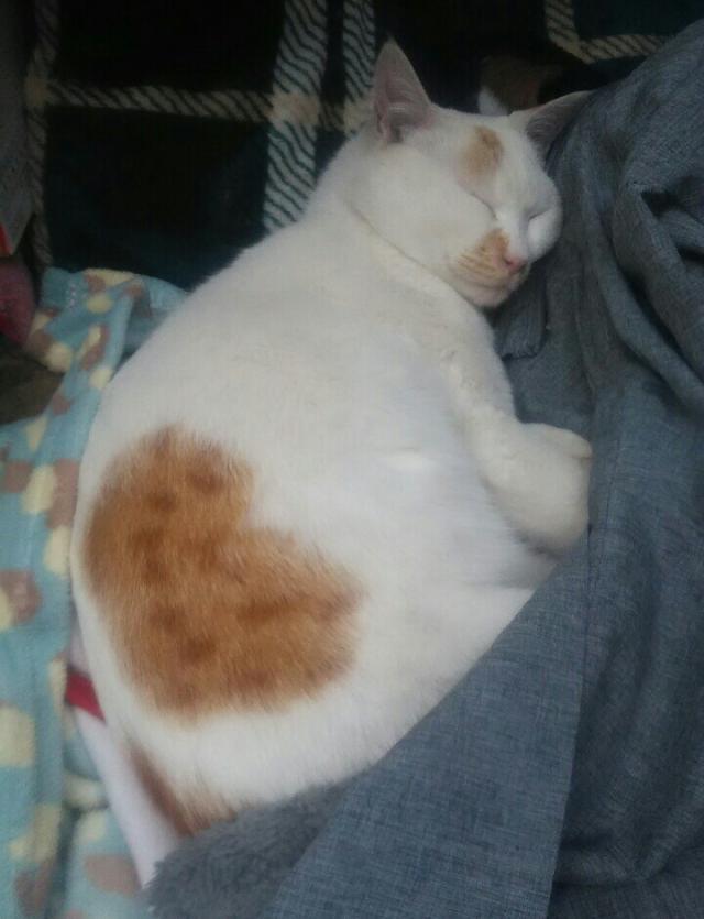 ミヤ