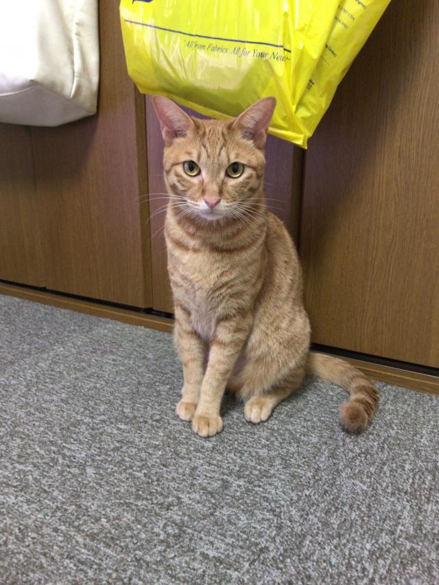 モナカ