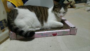 ゆず