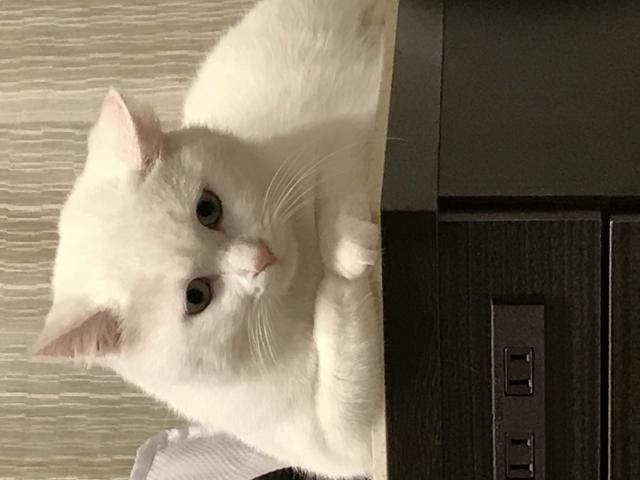 アッシュ