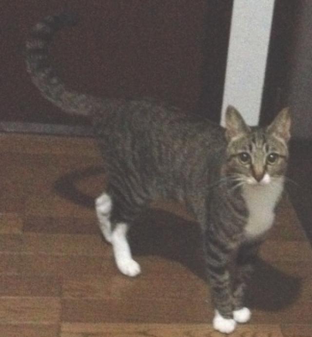 みそ