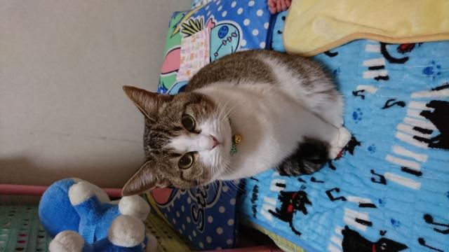 チョコ