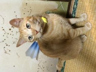 ちびこ