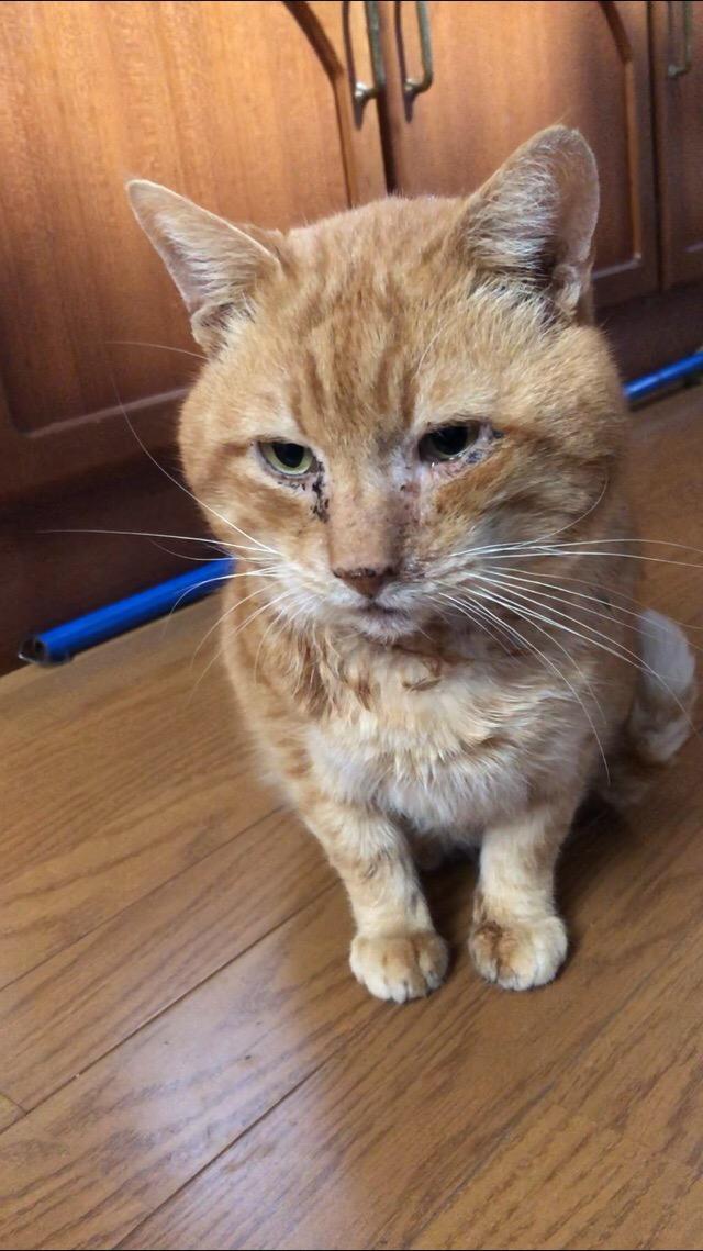 ちゃ