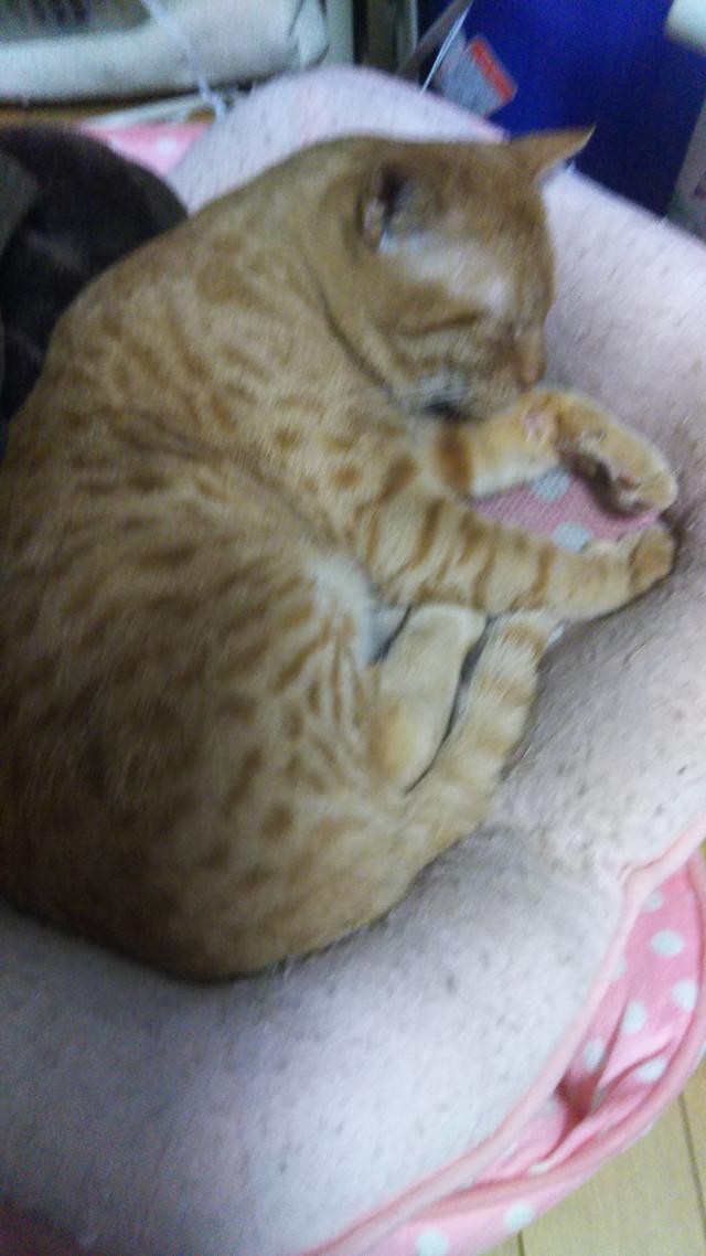 トラちゃん