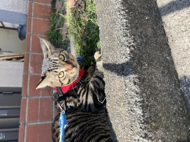 ウォル