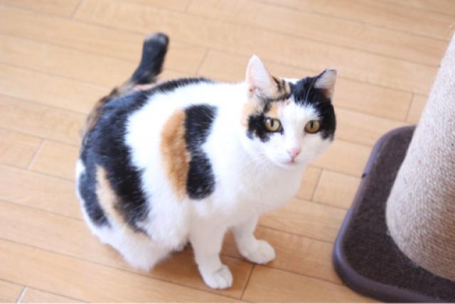 ミケコ