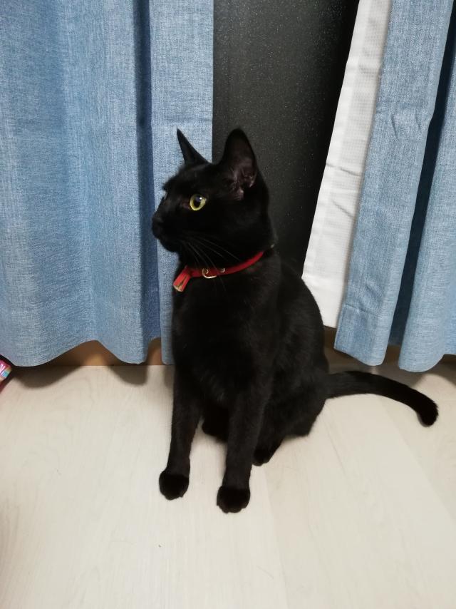 まろ