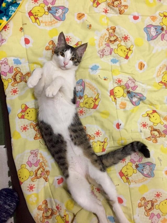 ウメ