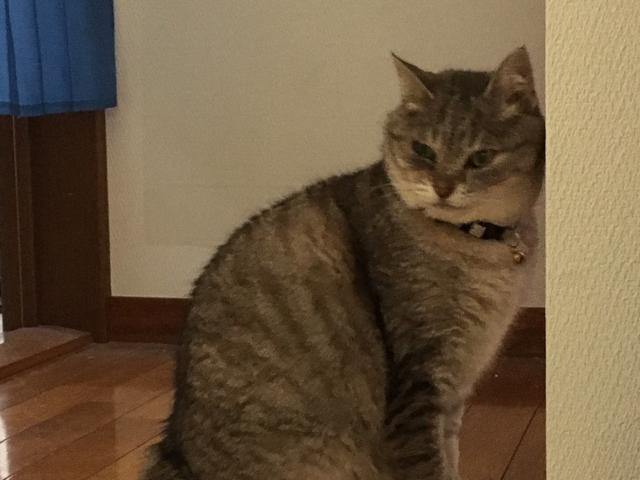 おいんく