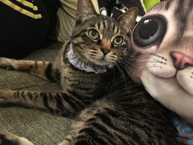 ノア