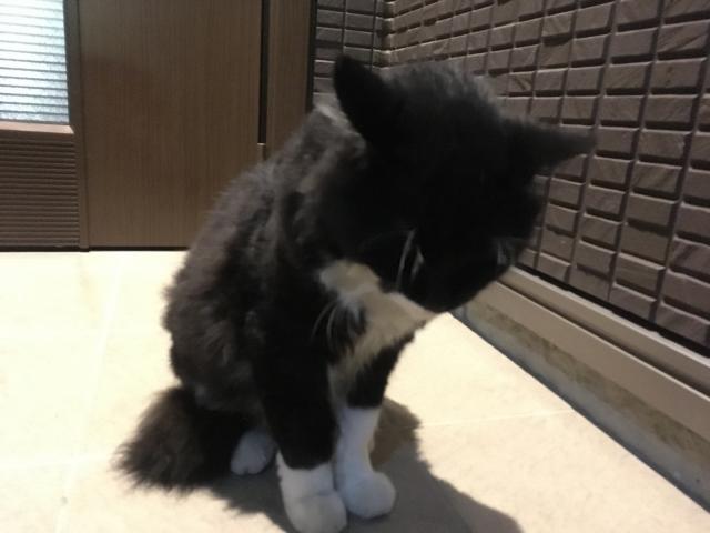 コゲ