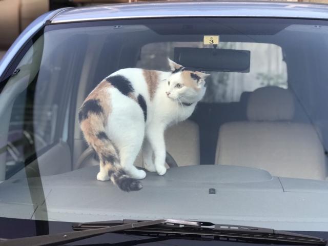 こゆき