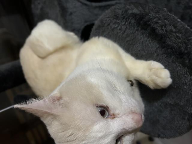 もち