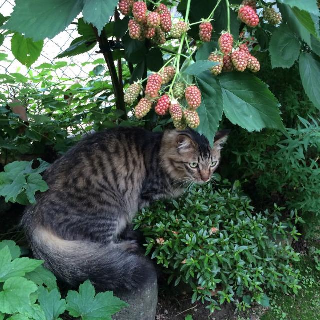 ショコラ