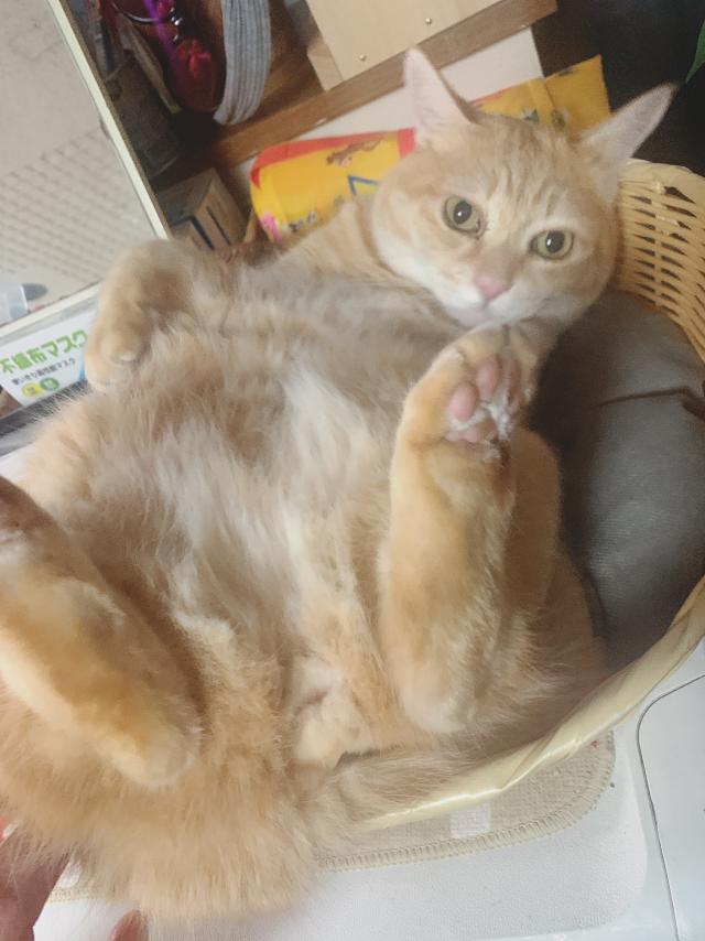 きなこ