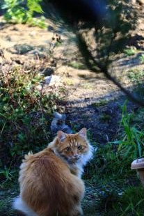 とらお