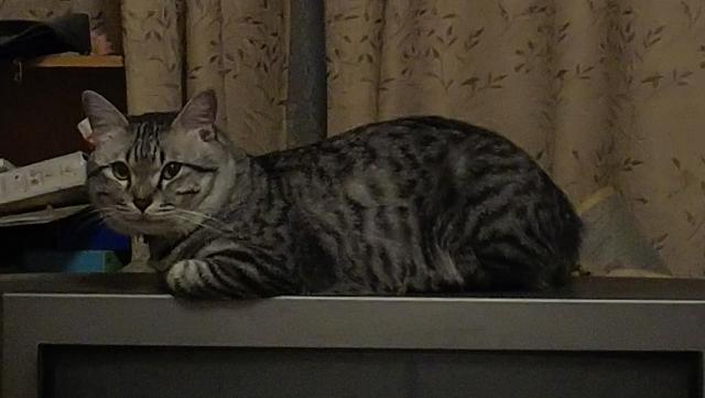 ウメ
