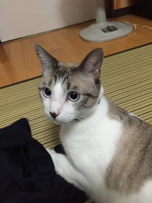 ハル