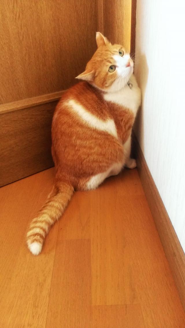ちゃか