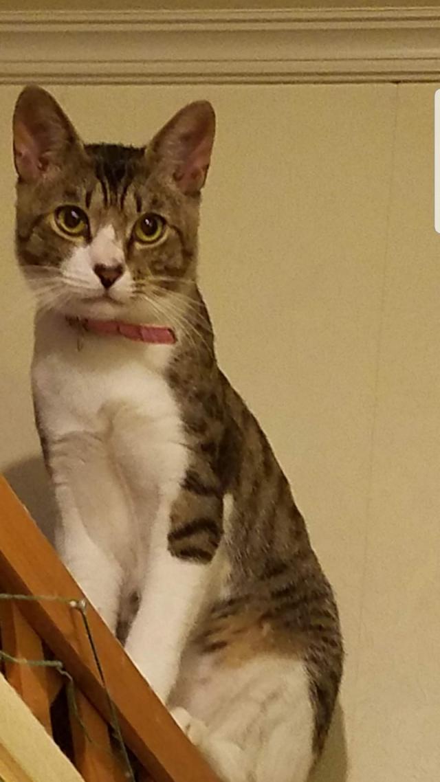 にゃーす