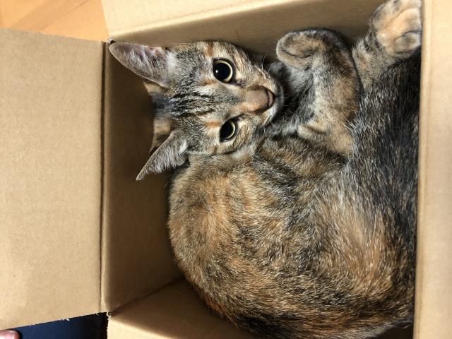 ふうこ