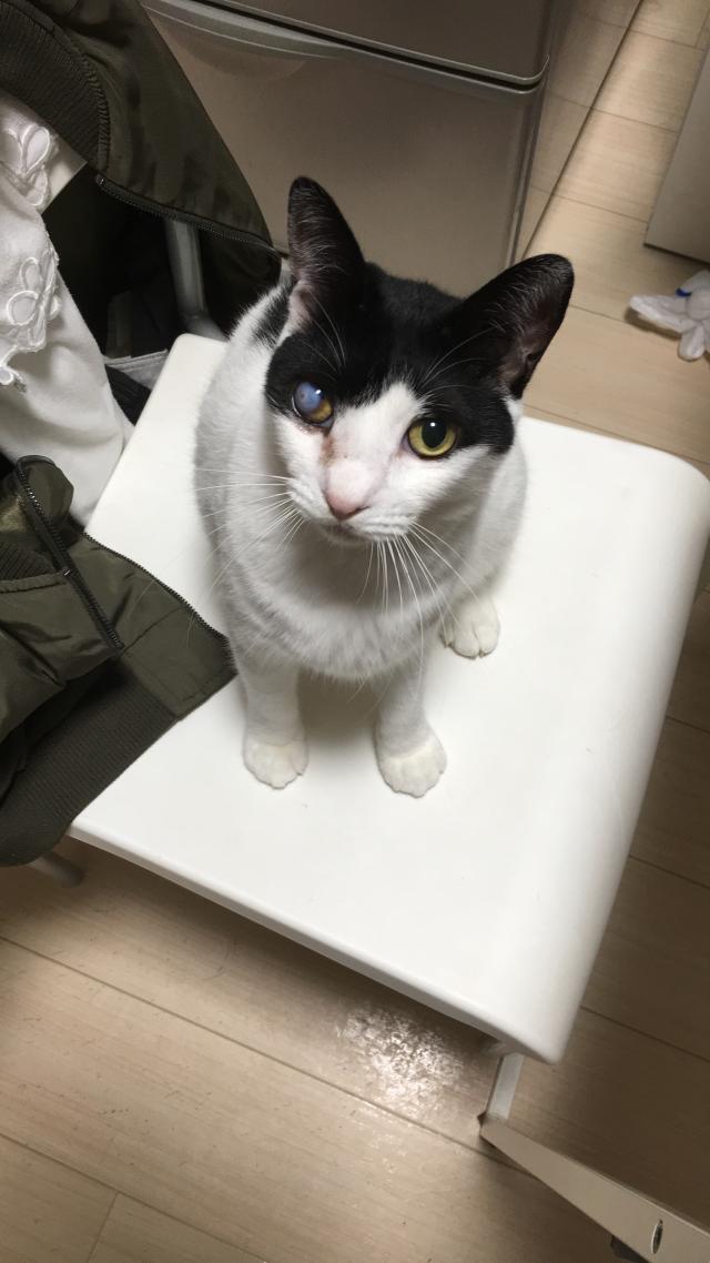 こはる
