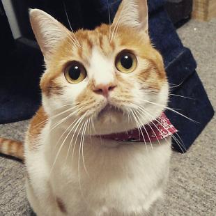 マロン