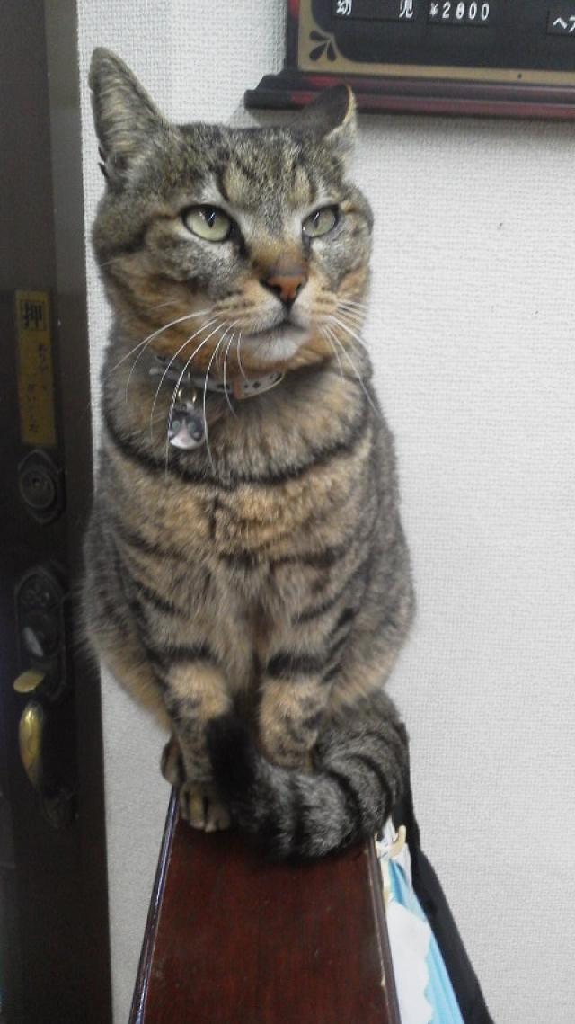 たま