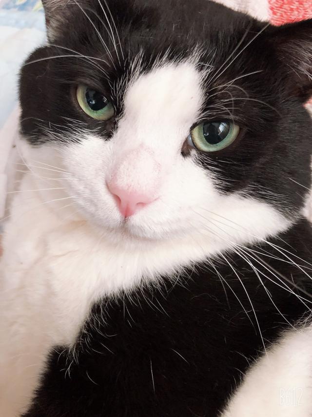 パンダ