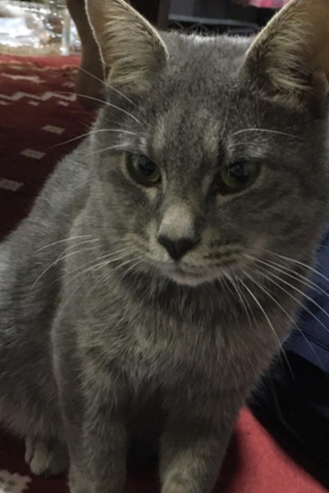 モモ