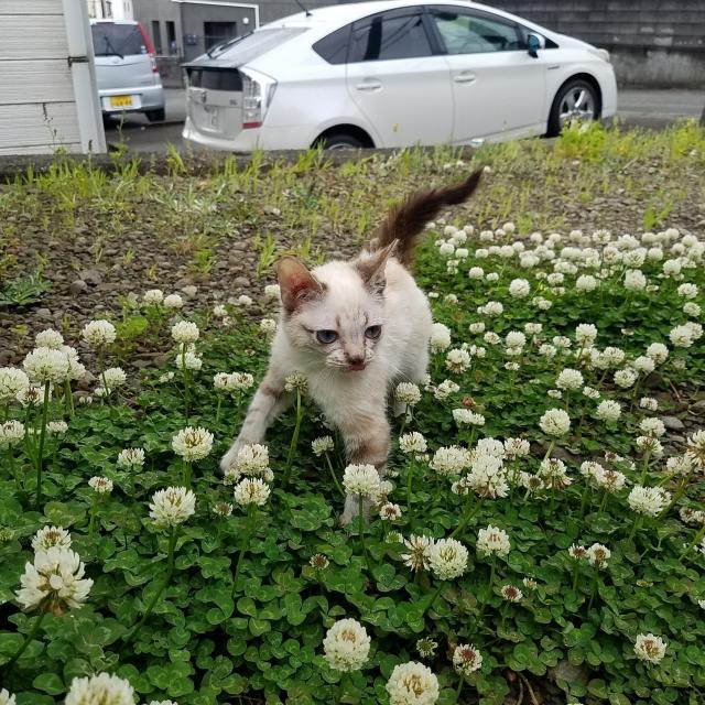 ゴマ