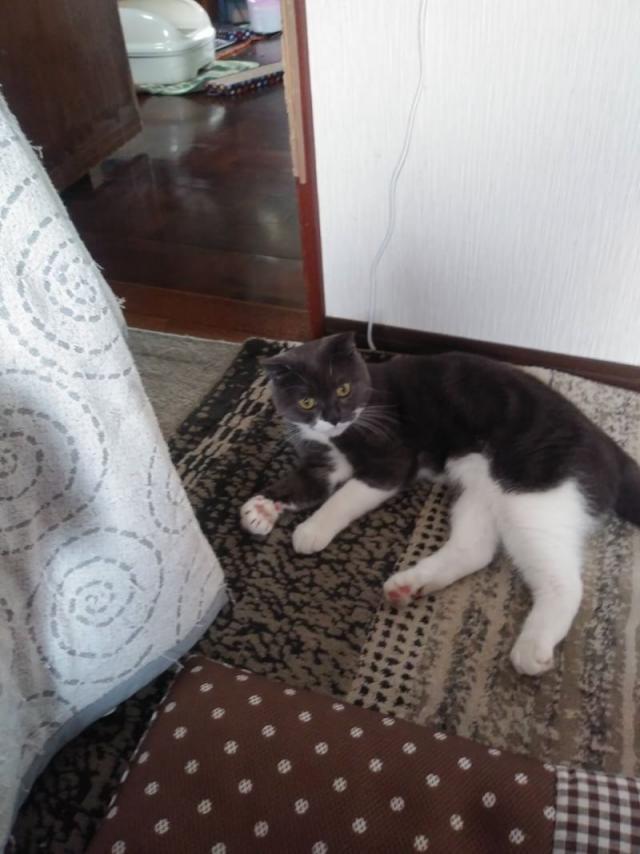 にゃんこちゃん