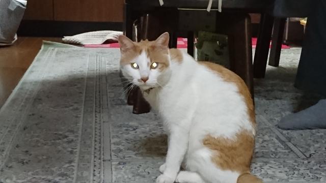 風太