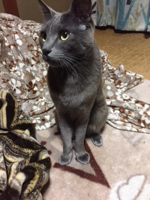 カブ